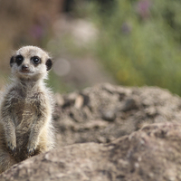Buy canvas prints of  Young Meerkat by Andrew Bartlett