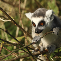 Buy canvas prints of Ring Tail Lemur baby by Andrew Bartlett