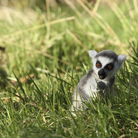 Buy canvas prints of Ring Tail Lemur. by Andrew Bartlett