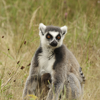 Buy canvas prints of Ring Tail Lemur. by Andrew Bartlett