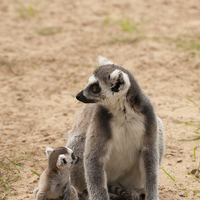 Buy canvas prints of  Ring Tail Lemur by Andrew Bartlett