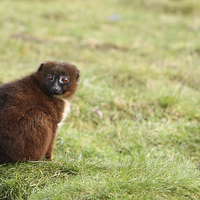 Buy canvas prints of  Red Bellied Lemur by Andrew Bartlett