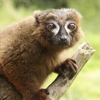 Buy canvas prints of  Red Bellied Lemur on a tree by Andrew Bartlett