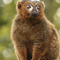 Buy canvas prints of Red Bellied Lemur. by Andrew Bartlett