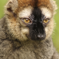 Buy canvas prints of Red fronted Lemur. by Andrew Bartlett