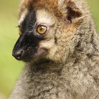 Buy canvas prints of Red Fronted Lemur. by Andrew Bartlett