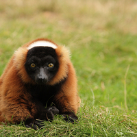 Buy canvas prints of  Red Ruffed Lemur by Andrew Bartlett
