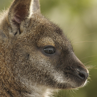 Buy canvas prints of Wallaby  by Andrew Bartlett