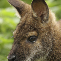 Buy canvas prints of Wallaby by Andrew Bartlett