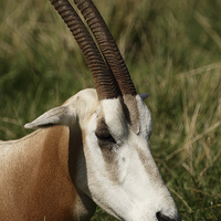 Buy canvas prints of  Oryx by Andrew Bartlett