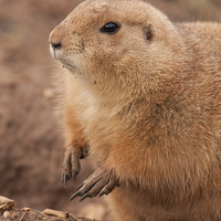 Buy canvas prints of  Prairie Dog by Andrew Bartlett