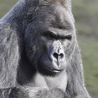 Buy canvas prints of  Western Lowland Gorilla by Andrew Bartlett