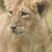 Buy canvas prints of Asiatic Lion cub  by Andrew Bartlett