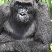 Buy canvas prints of  Western Lowland Gorilla by Andrew Bartlett