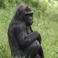 Buy canvas prints of Western Lowland Gorilla  by Andrew Bartlett