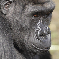 Buy canvas prints of Western Lowland Gorilla by Andrew Bartlett