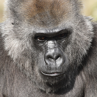 Buy canvas prints of Western Lowland Gorilla by Andrew Bartlett