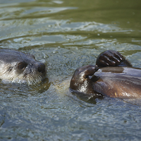 Buy canvas prints of  Otter swimming. by Andrew Bartlett