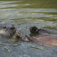 Buy canvas prints of  Otter swimming by Andrew Bartlett