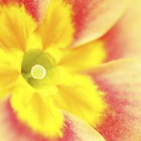 Buy canvas prints of  Macro of a Polyanthus. by Andrew Bartlett