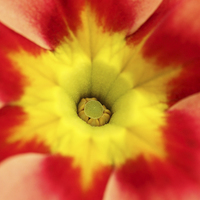 Buy canvas prints of Macro of a Polyanthus.  by Andrew Bartlett