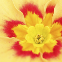 Buy canvas prints of  Macro of a Polyanthus. by Andrew Bartlett