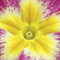 Buy canvas prints of Macro of a Polyanthus. by Andrew Bartlett