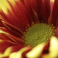 Buy canvas prints of Macro of a Dahlia. by Andrew Bartlett