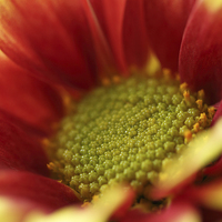 Buy canvas prints of  Macro of a Dahlia by Andrew Bartlett
