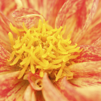 Buy canvas prints of  Macro of a Dahlia by Andrew Bartlett