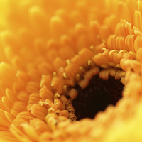 Buy canvas prints of  Macro of a Gerbera by Andrew Bartlett
