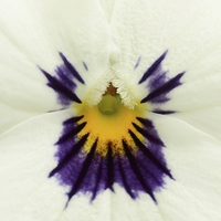 Buy canvas prints of  Macro of a Pansy by Andrew Bartlett