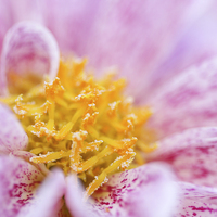 Buy canvas prints of Macro of a Dahlia.  by Andrew Bartlett