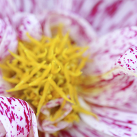 Buy canvas prints of Macro of a Dahlia.  by Andrew Bartlett