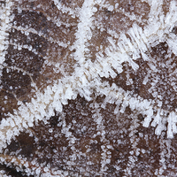 Buy canvas prints of  Frozen leaf by Andrew Bartlett