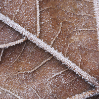 Buy canvas prints of  Frozen leaf by Andrew Bartlett