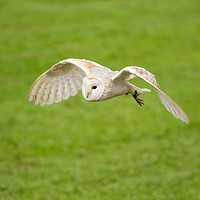 Buy canvas prints of A Barn Owl flying at a UK Owl sanctuary. by Andrew Bartlett