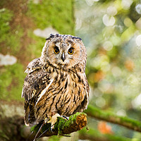 Buy canvas prints of A Long Eared Owl sitting on a tree branch. by Andrew Bartlett