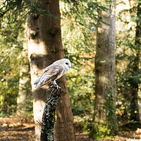 Buy canvas prints of A Barn Owl sitting on a tree branch. by Andrew Bartlett