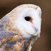 Buy canvas prints of A Barn Owl sitting on a tree branch. by Andrew Bartlett