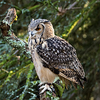Buy canvas prints of A Bengal Owl sitting on a tree branch. by Andrew Bartlett