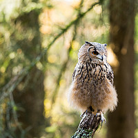 Buy canvas prints of A Bengal Owl sitting on a tree branch. by Andrew Bartlett