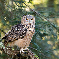 Buy canvas prints of A Bengal Owl sitting in a tree. by Andrew Bartlett