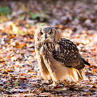 Buy canvas prints of A Bengal Owl sitting among Autumn leaves. by Andrew Bartlett
