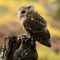 Buy canvas prints of A Indian Scops Owl sitting in a tree. by Andrew Bartlett