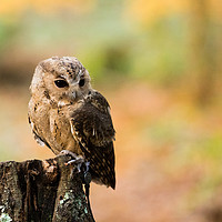 Buy canvas prints of A Indian Scops Owl sitting in a tree. by Andrew Bartlett