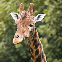 Buy canvas prints of A Giraffe walking among the trees by Andrew Bartlett