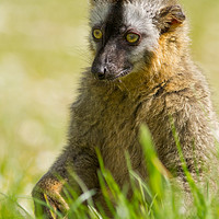 Buy canvas prints of Red Fronted Lemur by Andrew Bartlett