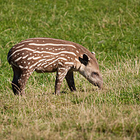 Buy canvas prints of A Baby Tapir by Andrew Bartlett