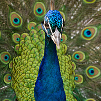 Buy canvas prints of Peacock. by Andrew Bartlett